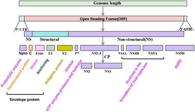 Pestiviruses infection: Interferon-virus mutual regulation